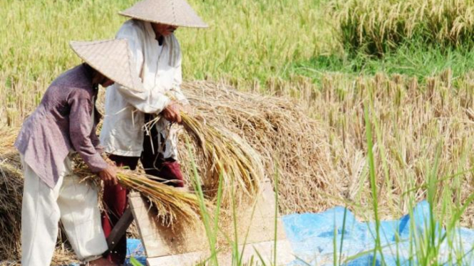 Petani di desa Nyambu.