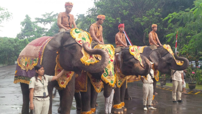 Gajah mengikuti upacara bendera