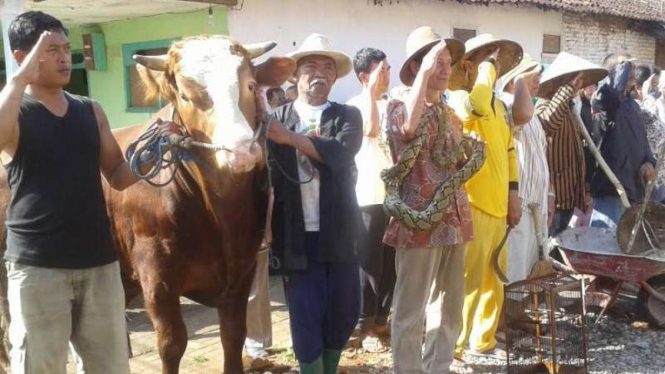 Warga melakukan upacara HUT RI ke-71 dengan membawa hewan ternak