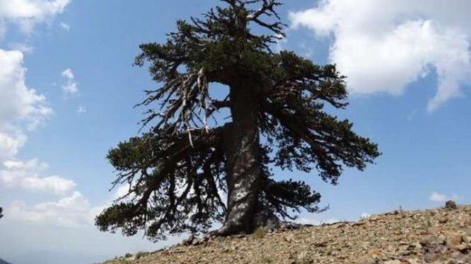 Adonis, Pohon Berusia 1.075 Tahun yang Tertua di Eropa