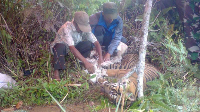 Seekor Harimau Sumatera sakit dan memasuki perkampungan di Resort Sekincau TN Bukit Barisan Selatan pada Maret 2015. Namun, lambatnya penanganan, nyawa harimau ini tidak tertolong.