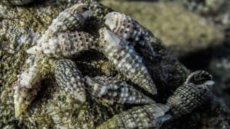Langkitang, Limbah Pantai yang Mampu Putihkan Gigi