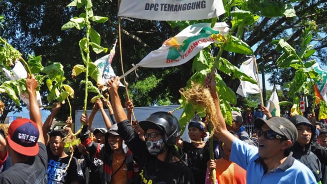 Sejumlah warga petani tembakau yang tergabung dalam APTI (Asosiasi Petani Tembakau Indonesia) melakukan aksi damai tolak kenaikan harga rokok.