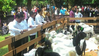 Jokowi Kaget Harga Domba Kontes Tembus Puluhan Juta