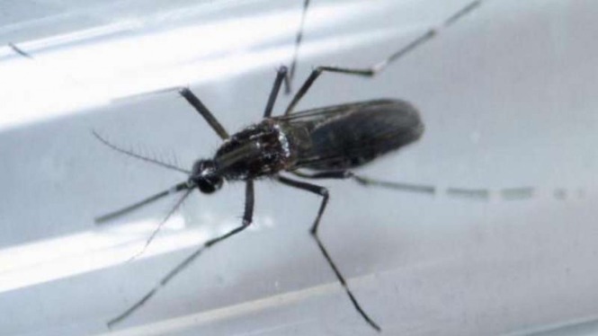 Nyamuk Aedes Aegypti pembawa virus Zika.