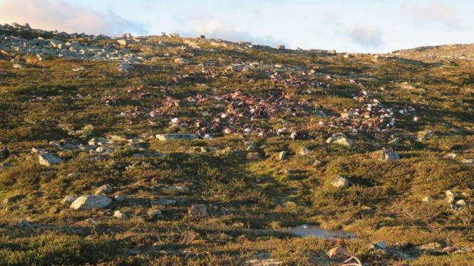 Tiga ratusan rusa mati bersamaan di Norwegia