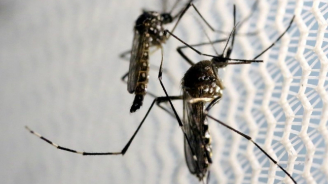 Nyamuk Aedes aegypti di laboratorium Oxitec di Campinas, Brasil, 2 Februari 2016. 