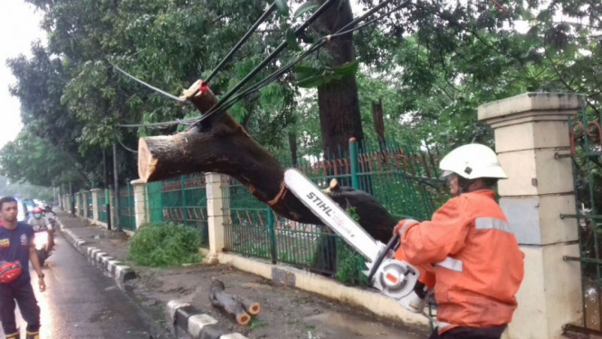 Petugas memotong pohon yang roboh