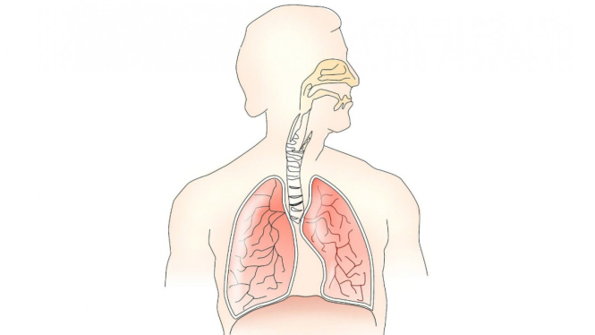 Ilustrasi sistem pernapasan dan paru-paru.