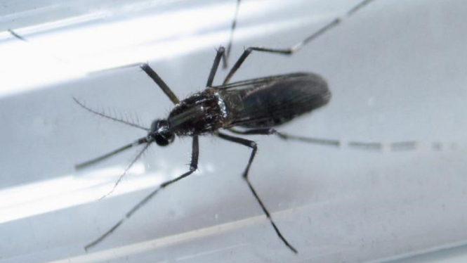 Nyamuk Aedes Aegipty, penyebab Virus Zika.