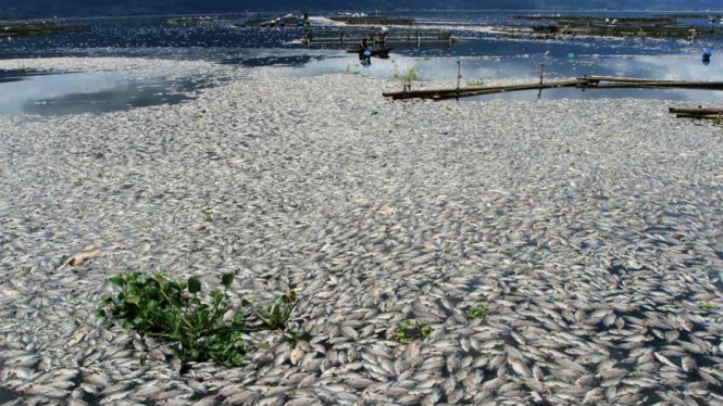 Seorang petani ikan melintas di antara ikan keramba jala apung (KJA) yang mati di Danau Maninjau, Nagari Tanjung Alai, Kecamatan Tanjung Raya, Kabupaten Agam, Sumatera Barat, Rabu (31/8/2016).