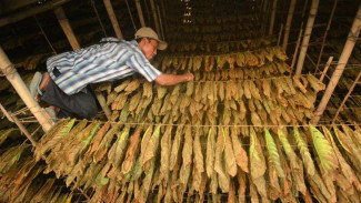 Curhat Petani, Impor Tembakau RI Melebihi Produksi Lokal