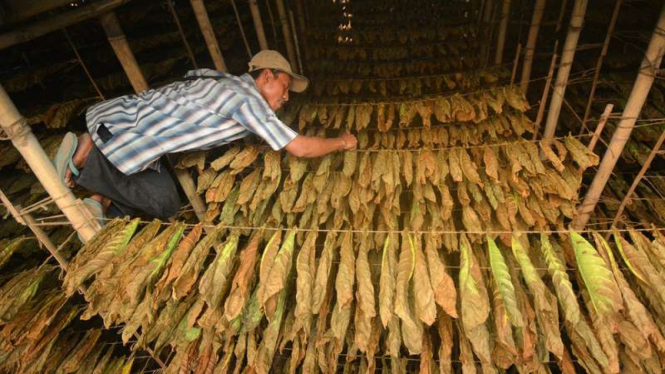 Pekerja melakukan proses pengeringan daun tembakau untuk cerutu di Koperasi Agrobisnis Tarutama Nusantara, Ajung, Jember, Jawa Timur, Sabtu (27/8/2016)