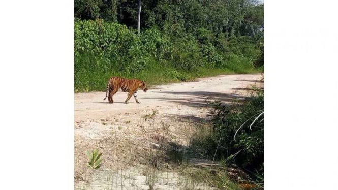 Kemunculan Harimau Sumatera di kawasan hutan Duri Field, Bengkalis Riau, Sabtu (3/9/2016). Diduga penyebab kemunculan harimau ini akibat hutannya terbakar.
