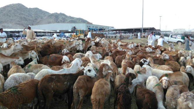 Pasar kambing Kaqiyah, Mekah.