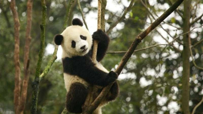 Panda, satwa langka di China kini telah dicabut statusnya dari kepunahan menjadi rentan. Jumlah populasinya dilaporkan meningkat hingga 17 persen oleh IUCN, Senin (5/9/2016)
