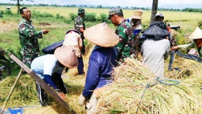 Tampak sejumlah anggota Babinsa Kodim Pati, menunggui para petani sedang panen.