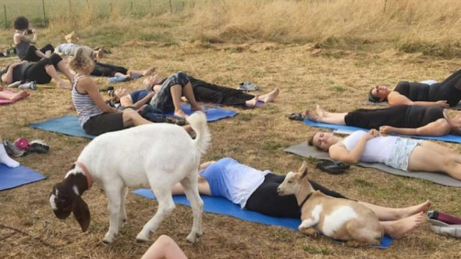 Yoga bersama kambing