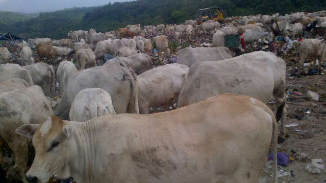 Ribuan sapi pemakan sampah di kawasan TPA Jatibarang, Semarang 
