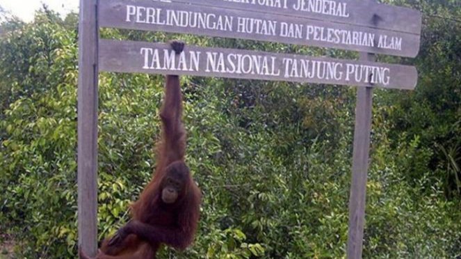 Taman Nasional Tanjung Puting.