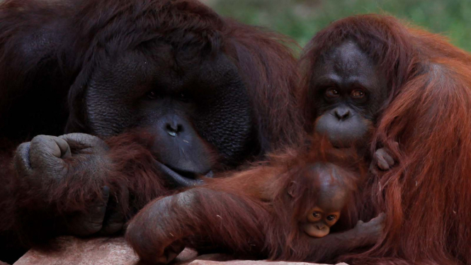 Bayi Orangutan Kalimantan di Spanyol