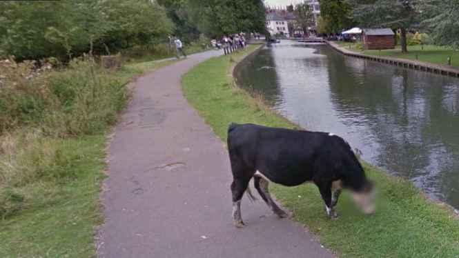 Gambar wajah sapi yang buram di Googe Street View.