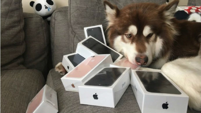 Anjing dibelikan delapan iPhone 7s