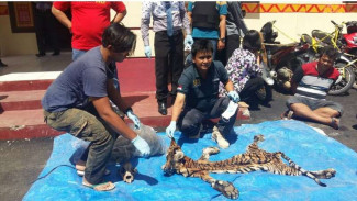 Penebar Racun Harimau di Sumatera Tertangkap
