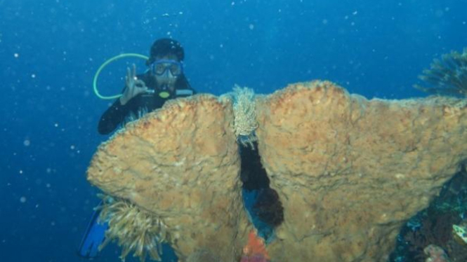 Penulis saat berada di bawah laut perairan Pulau Kambing.