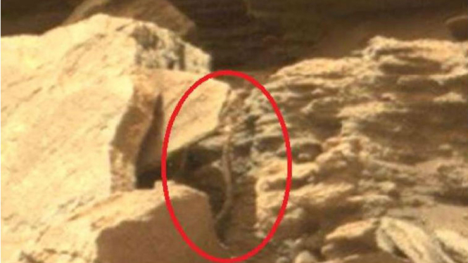 Gambar diduga ulat di batuan Planet Mars