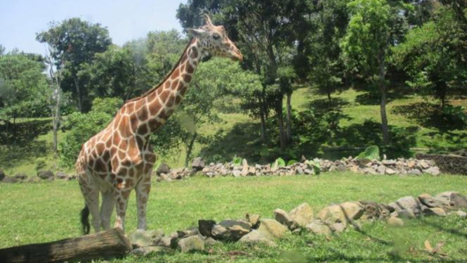 taman safari prigen pasuruan