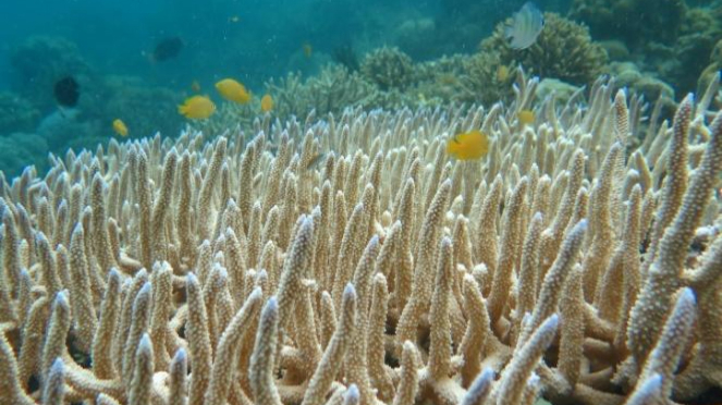 Salah satu keindahan terumbu karang di Pulau Samalona Kota Makassar yang masuk dalam Kepulauan Spermonde.
