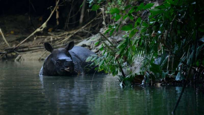 Seekor badak Jawa (Rhinoceros sondaicus) menampakkan diri di Taman Nasional Ujung Kulon.