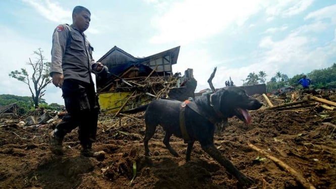 Anggota polisi menggunakan anjing pelacak untuk mencari korban banjir bandang di Kampung Lapangparis, Kecamatan Tarogong Kidul, Kabupaten Garut, Jawa Barat, Jumat (23/9/2016).