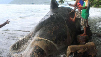 Paus Raksasa Terdampar di Pulau Panjang, Sulit Dievakuasi