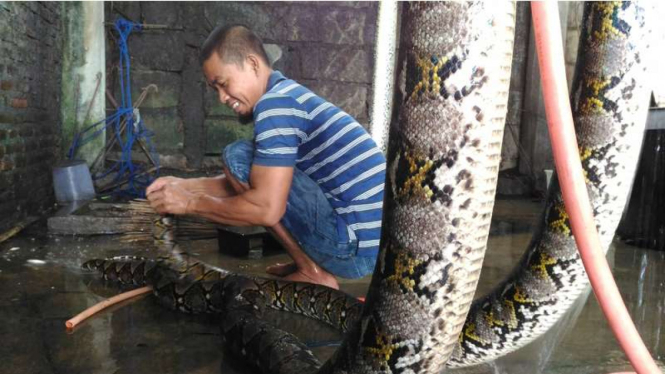 Nur Susanto, sang jagal ular dari Bantul Yogyakarta. Jika sedang musim ular, Nur bisa menjagal hingga 2.000 ekor ular tiap harinya, Kamis (6/10/2016)