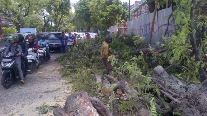 Petugas mengamankan lokasi pohon tumbang, yang menewaskan seorang warga di Kota Semarang.