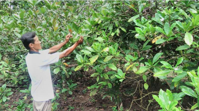  Kopi Libtukom atau Liberika Tungkal Komposit, kopi asli Jambi yang bisa tumbuh bertahan di lahan gambut basah. Permintaan hasil panen kopi ini menjanjikan dan memiliki harga yang menarik, Senin (10/10/2016)