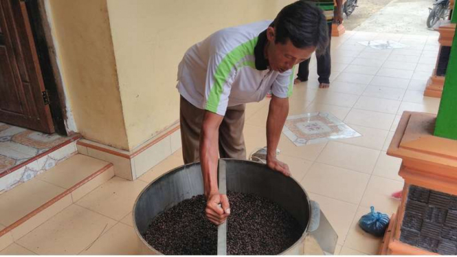 Hasil panen kopi gambut, Liberika Tungkal Komposit, di Tanjungjabung Barat Jambi