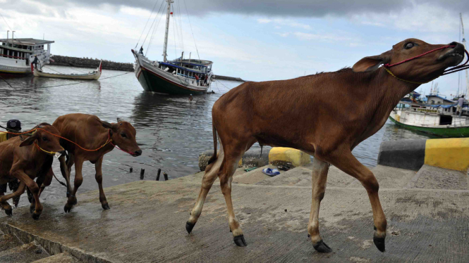 Melihat bongkar muat sapi di Situbondo, Jatim