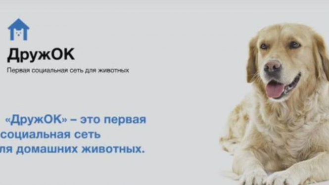 Situs media sosial khusus hewan, DruzhOK