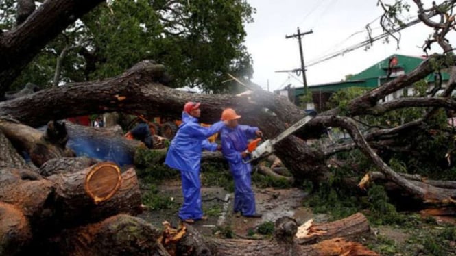 Petugas sedang mengatasi pohon yang tumbang akibat terjangan Topan Haima di Filipina, Kamis, 20 Oktober 2016.