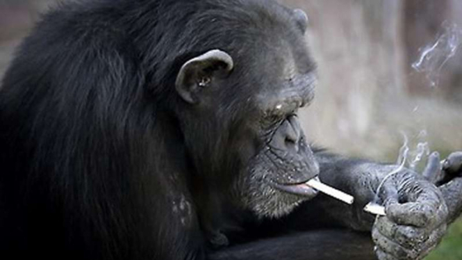 Simpanse perokok ini mampu habiskan satu bungkus rokok per hari.