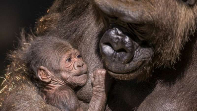Bayi gorilla di kebun binatang di San Diego.