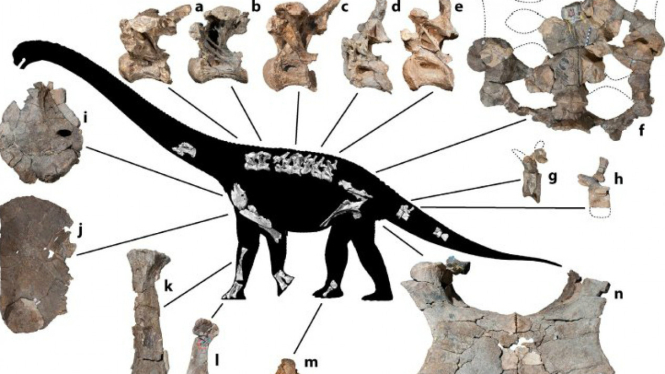 Spesies baru dinosaurus, Savannasaurus ellittorum