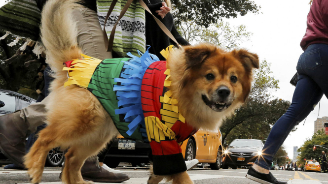 Seekor anjing memakai kostum di parade Halloween beberapa waktu lalu.