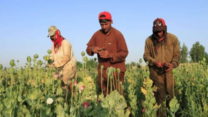 Tiga Pria Afghanistan sedang memanen poppy di Jalalabad.