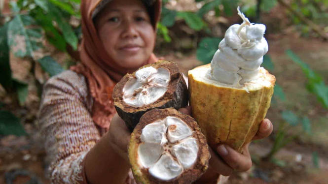 Buah kakao (Theobroma cacao L.) yang berkualitas baik dan yang berkualitas buruk