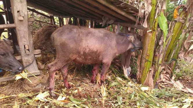 Kondisi kerbau milik warga di Dusun Sumber Desa Sumberagung Bantul Yogyakarta yang terkena bom rakitan sebelum tewas, Selasa (1/11/2016). Saat kejadian, hampir sebagian tubuh kerbau ini dipenuhi paku tajam.