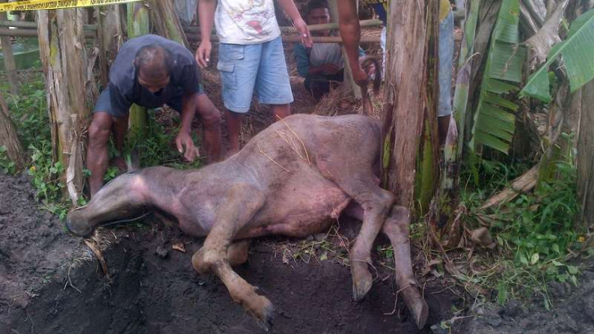 Kerbau ternak warga Sumberagung Bantul Yogyakarta korban ledakan bom rakitan yang mati mengenaskan saat hendak dikubur oleh pemiliknya, Rabu (2/11/2016)